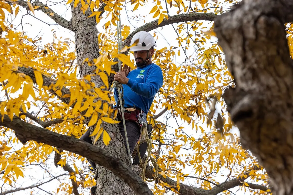 Skilled Tree Disease Treatment crew working in Greenleaf